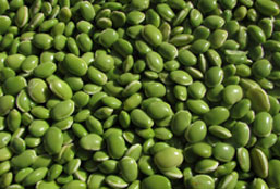 自动攻击网站工具下载